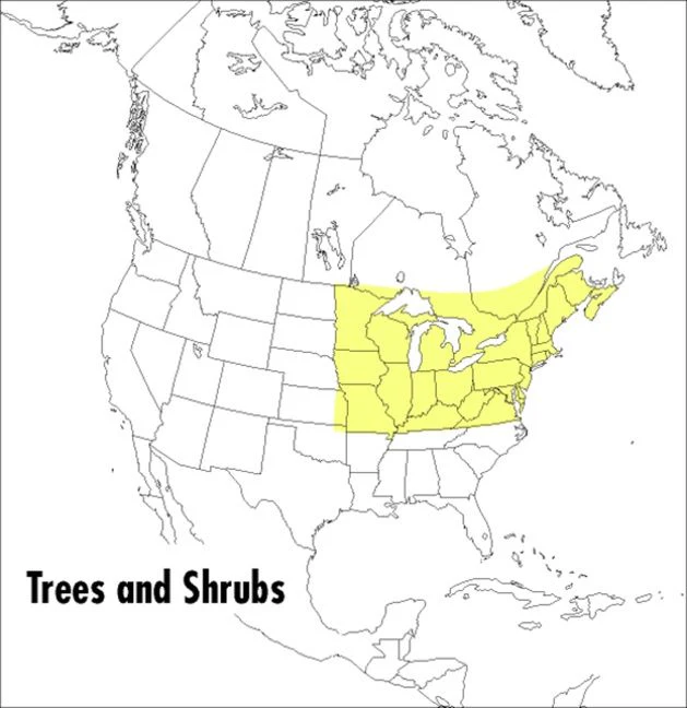 A Peterson Field Guide To Trees And Shrubs - Image 2