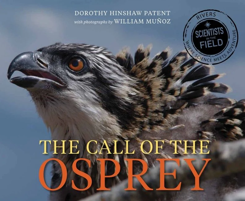 Call of the Osprey - Image 2