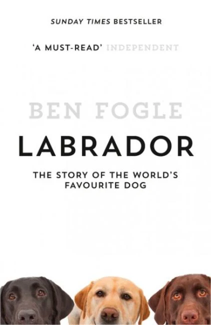 Labrador - Image 2
