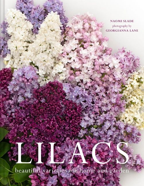 Lilacs: Beautiful varieties for home and garden - Image 2
