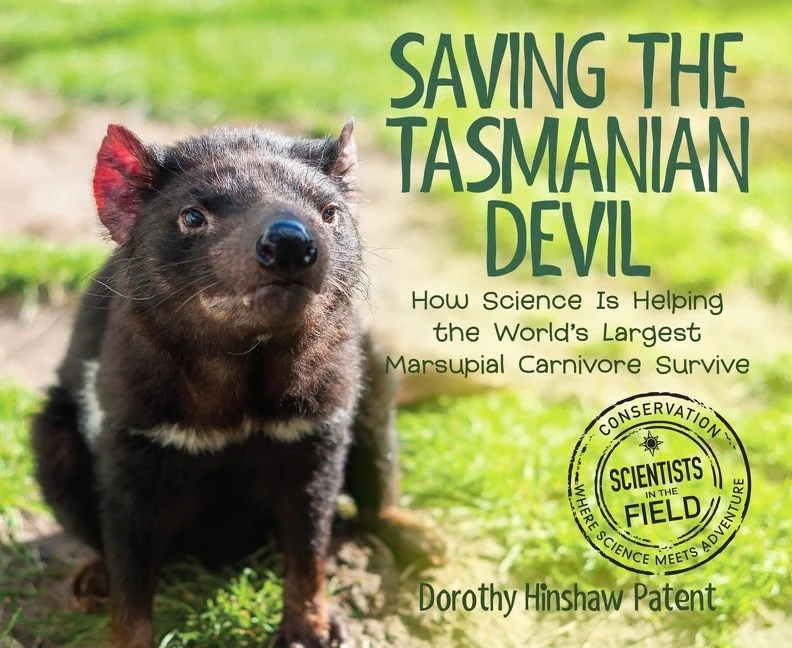 Saving the Tasmanian Devil - Image 2
