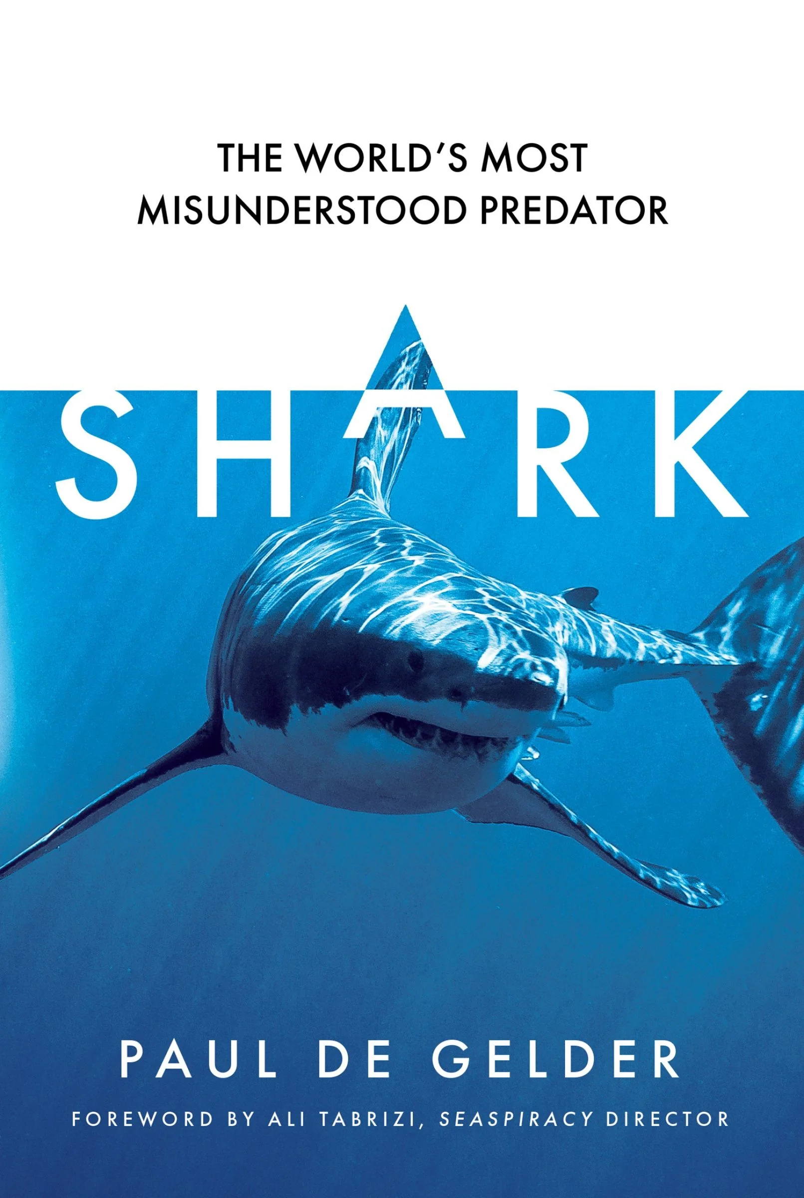 Shark - Image 2