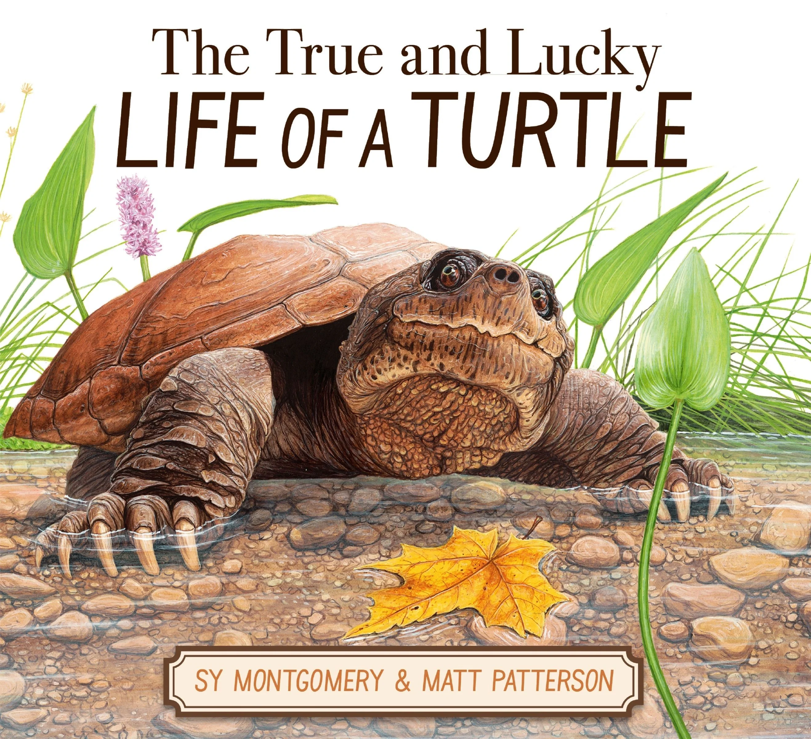 The True and Lucky Life of a Turtle - Image 2